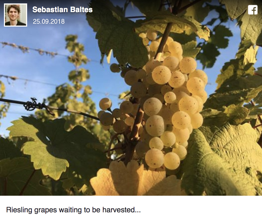 Facebook-Beitrag vom 25.9.2018: Reife Riesling-Trauben am Rebstock kurz vor der Lese