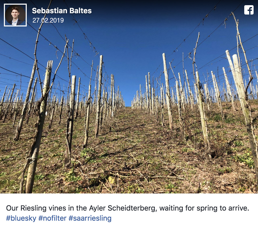 Facebook-Beitrag vom 27.2.2019: Kahle Riesling-Reben im Ayler Scheidterberg warten auf den Frühling