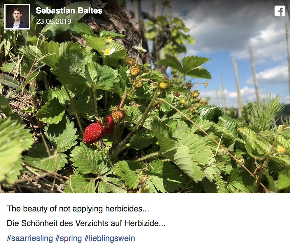 Facebook-Beitrag vom 23.5.2019: Walderdbeeren im herbizidfreien Weinberg