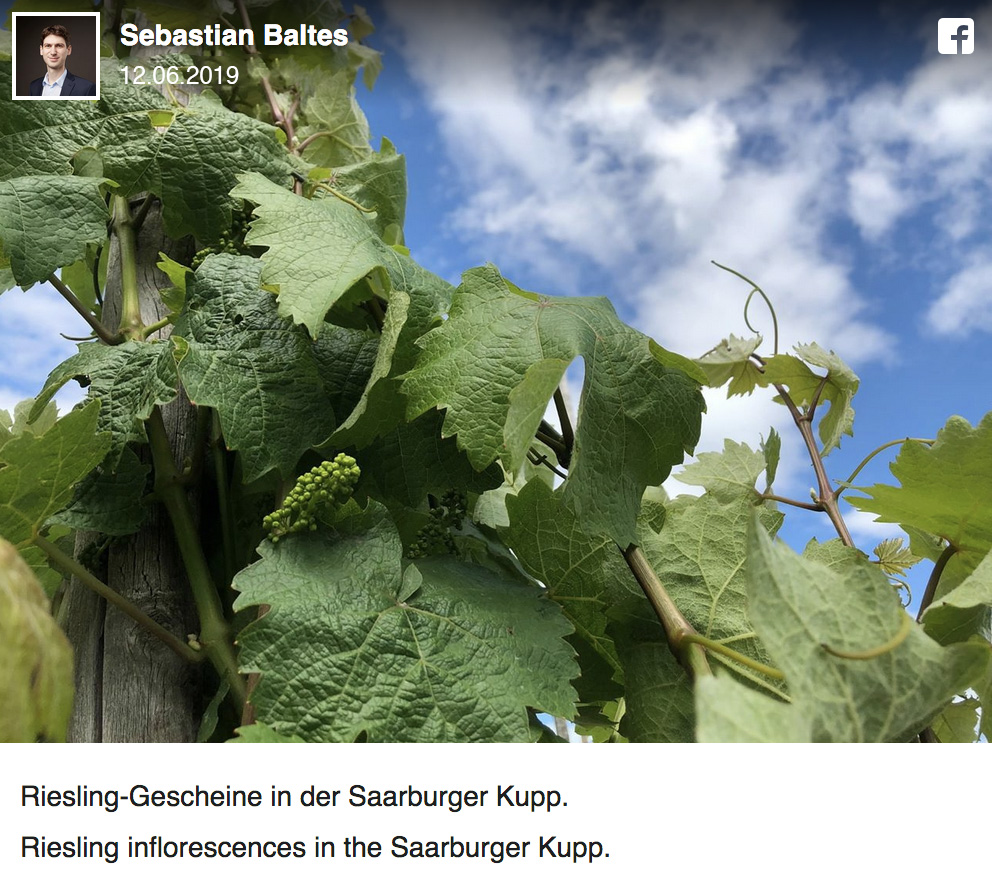 Facebook-Beitrag vom 12.6.2019: Riesling-Gescheine an Rebstöcken in der Saarburger Kupp vor blauem Himmel