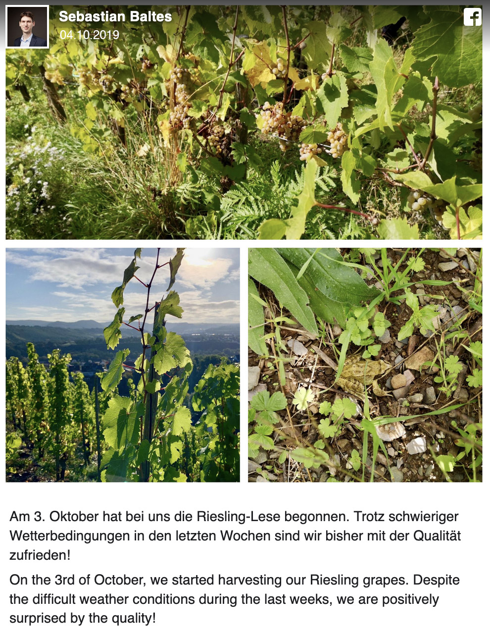 Facebook-Beitrag vom 4.10.2019: Beginn der Riesling-Lese am 3. Oktober, drei Fotos aus dem Weinberg